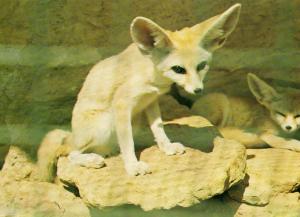 Les Fennecs du Sahara - 1975