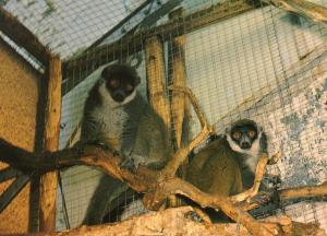 Maki - Madagascar - 1983