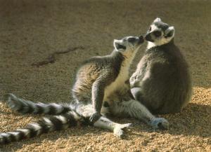 Maki catta - Madagascar