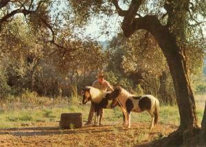 Poneys Schetland - 1992