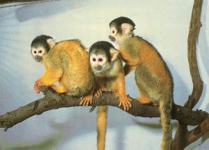Singes Saïmiris - Bolivie Brésil