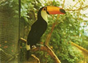Toucan Toco du Brésil