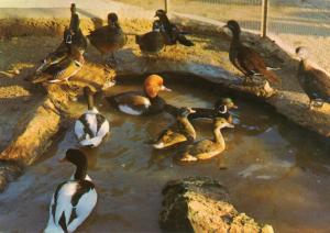 Une groupe de Canards Exotiques - 1975