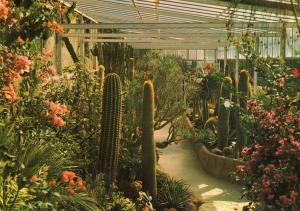 Une partie de la serre tropicale - 1978