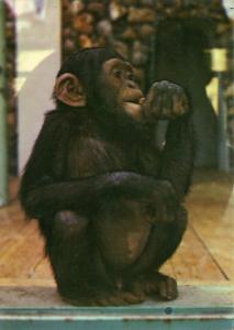 Chimpanzé du Zoo de l'île - 1979