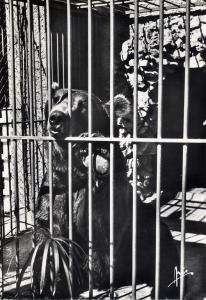 Ours brun - 1962