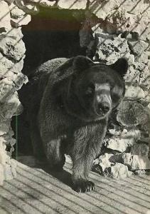 L'Ours du Zoo