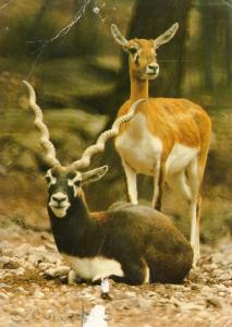 Antilope - Cervicapre de l'Inde