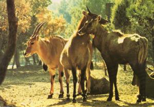 Antilopes
