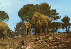Eléphants