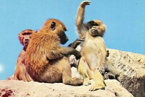 Groupe de singes