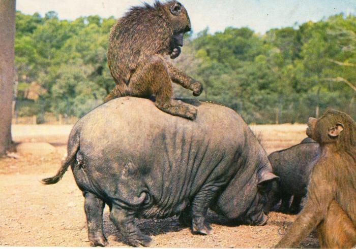 Porc du Vietnam - 1981