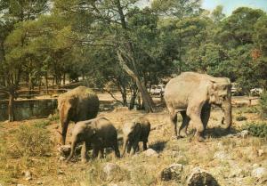 Safari de l'Estérel - 1974