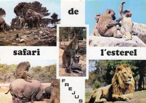 Safari de l'Estérel