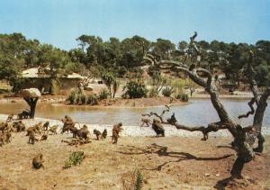 Safari de l'Estérel
