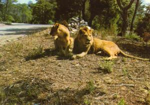 Safari de l'Estérel