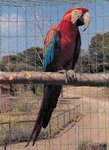 Ara chloroptère