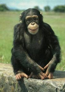 "Billie" Chimpanzé