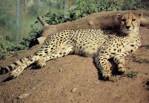 Raïssa - Guépard