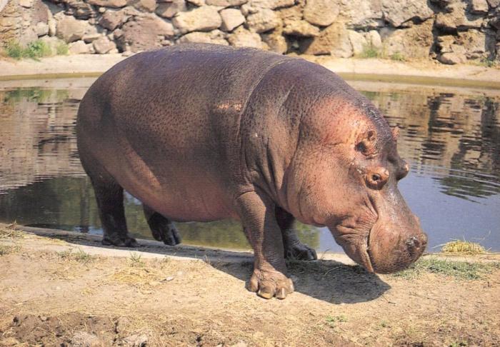 "Théo"  Hippopotame