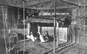 Groupe de canards