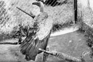 Le Vautour Griffon