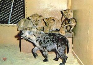 Zoo de Mervent - Lions - Singe - Hyène