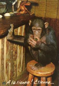 Chimpanzé - 1975