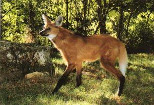 Loup à crinière