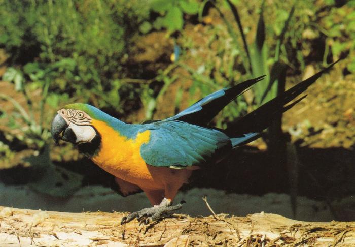 Ara bleu et jaune - 1990