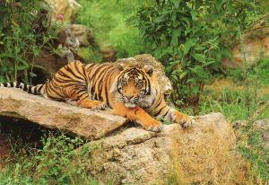 Tigre - 1991