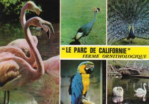 85 Parc ornithologique de la Californie