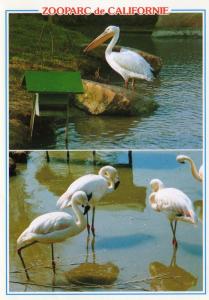 Arthur le Pélican et les Flamants Roses