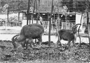 Mouflons à manchettes