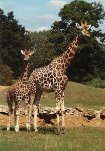 Girafes