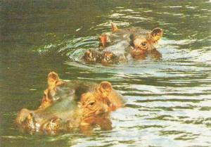Les Hippopotames