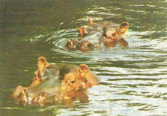Les Hippopotames