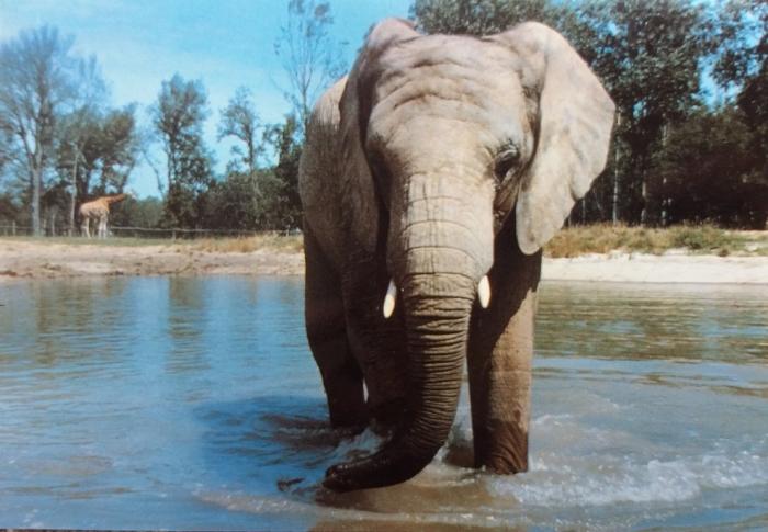 Parc de Saint Vrain - 1983