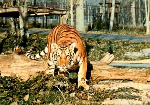 Tigre Royal du Bengale