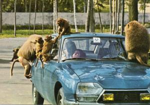 Babouins - 1979