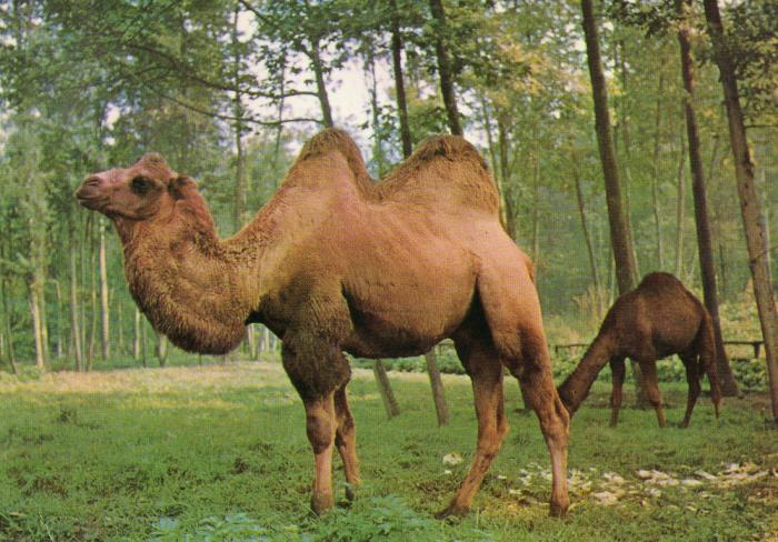 Chameau et Dromadaire - 1978