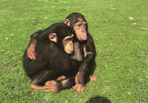 Chimpanzé - 1991