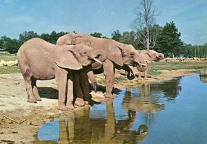 Eléphants - 1979