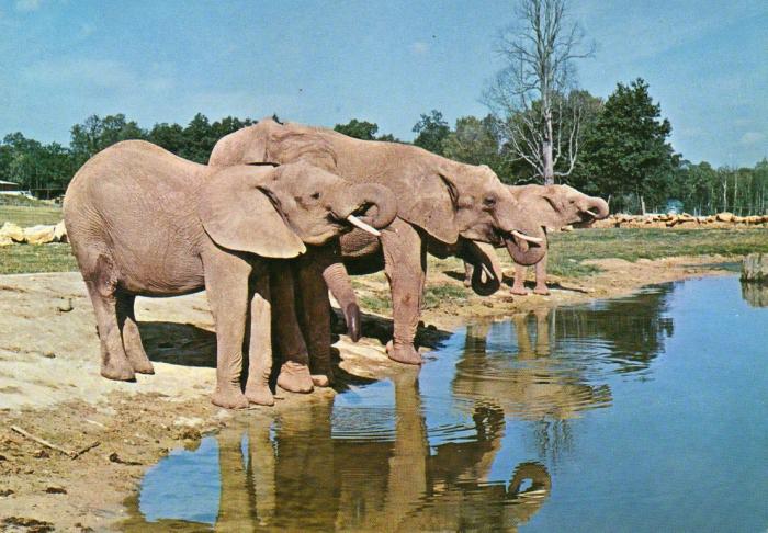 Eléphants - 1979