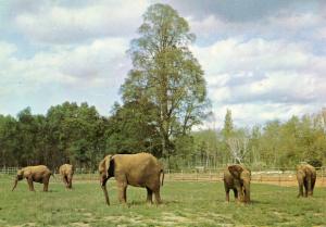 Eléphants