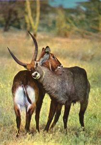 Faune Africaine - Antilopes