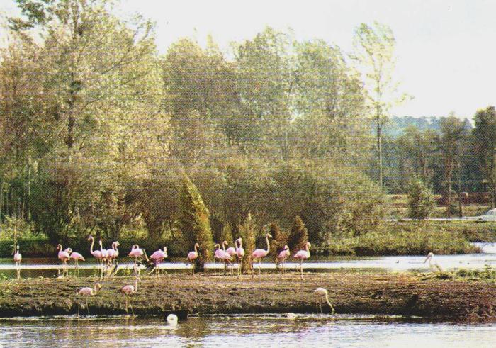 Flamants de Cuba et Pélican - 1978