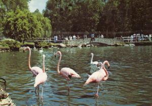 Flamants roses