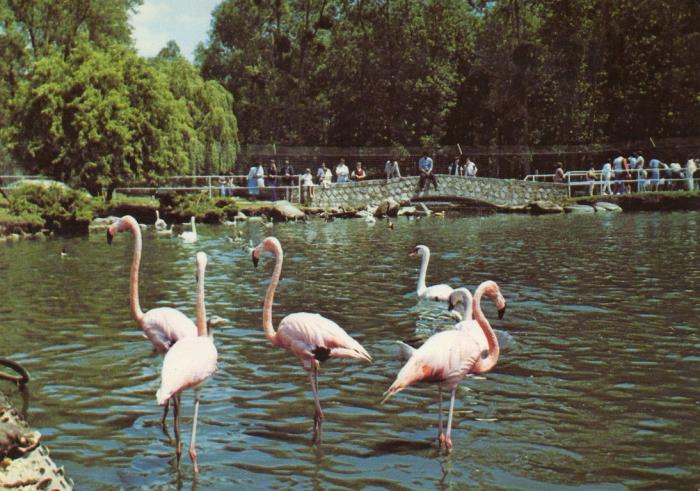 Flamants roses