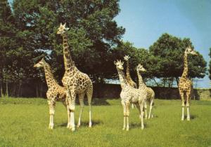 Groupe de Girafes